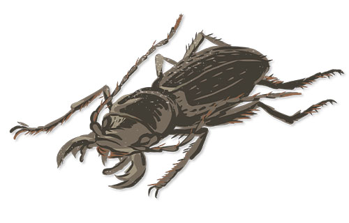 Mojave Giant Tiger Beetle