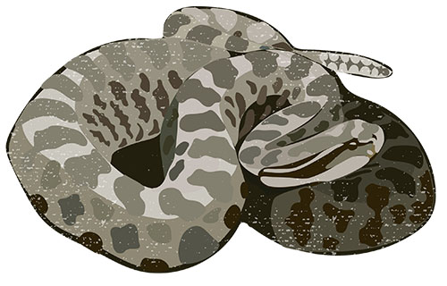 Eastern Massasauga