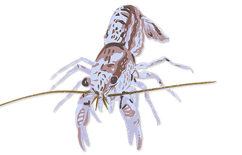 Twisted Dwarf Crayfish
